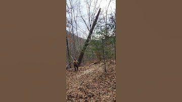 Widow maker oak being felled #tree #widowmaker #oak
