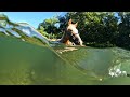 The AQUATIC Missouri Fox Trotter Horse!
