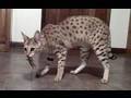 World's Tallest Pet Cat - MAGIC - a female F1 Savannah Cat - probably the most awesome you will see.