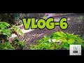       vlog6  the akaimma boyz  roy diganta