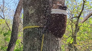 My first swarm trap catch ever 2021!
