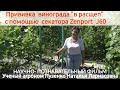 Прививка винограда "в расщеп" при помощи секатора Zenport  J60 - легко и просто. (Пузенко Н.Л.)