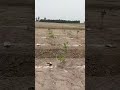 lemon 🍋 kumbhkart plant's plantation work call me 🤙🏻 9236914147