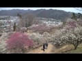 青梅市　吉野梅郷　梅の公園