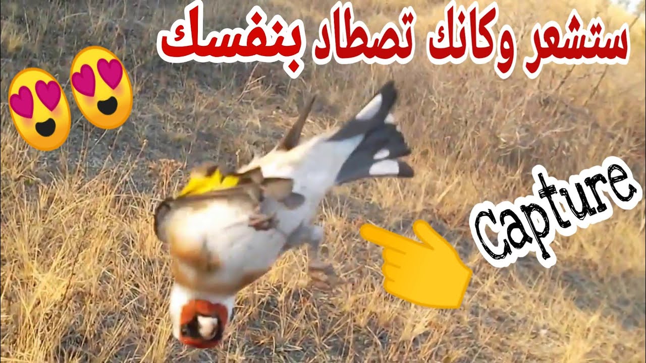 صيد طائر الحسون باللصق 2020 بالمغرب..|افضل فخ لصيد الطيور,مصيدة الحسون ,  capture chardonneret 😍🔥