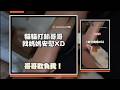 貓打架輸掉找媽安慰 被戳穿還一直碎唸XD