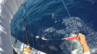blue marlin bait and switch with the Pitchmeister