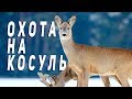 Отличная охота! Косули вышли прямо на камеру! Редкие кадры!