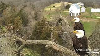 EXPLORE.org Decorah Eagles: A juvenile eagle \/ First gosling hatches at N2B. 25-26 Apr 2022