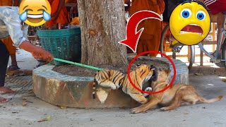 Best Dog Prank 2021 _ Fake Tiger Vs Real Dog Super Funny Comedy _ Try Not To Laugh Funny Video by Prank Animals 41,025 views 3 years ago 2 minutes, 14 seconds