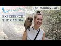 Experience the Gambia: The Monkey Park | PJK