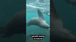 Elefantesmarinhos Os Cdanees Dos Mares Profundos  shorts
