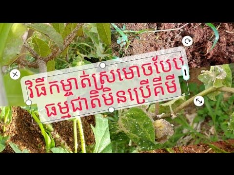 វិធីកម្ចាត់ស្រមោចបែបធម្មជាតិមិនប្រើគីមី