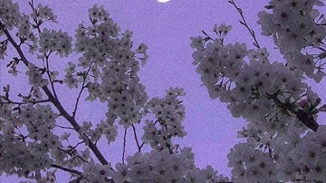 سوره الكوثر بصوت الشيخ مشاري راشد.