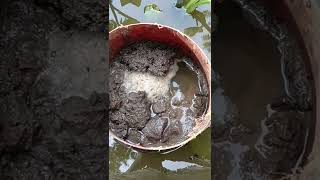 Download Lagu Cara simpel pemijahan belut #shorts MP3