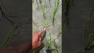 धन म जयद कलल क लय, इस अवसथ म नकल खत स पन