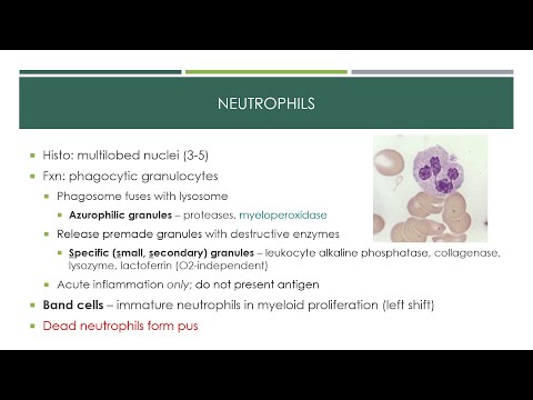 Innate Immunity Part 1 Immune Cells 2019
