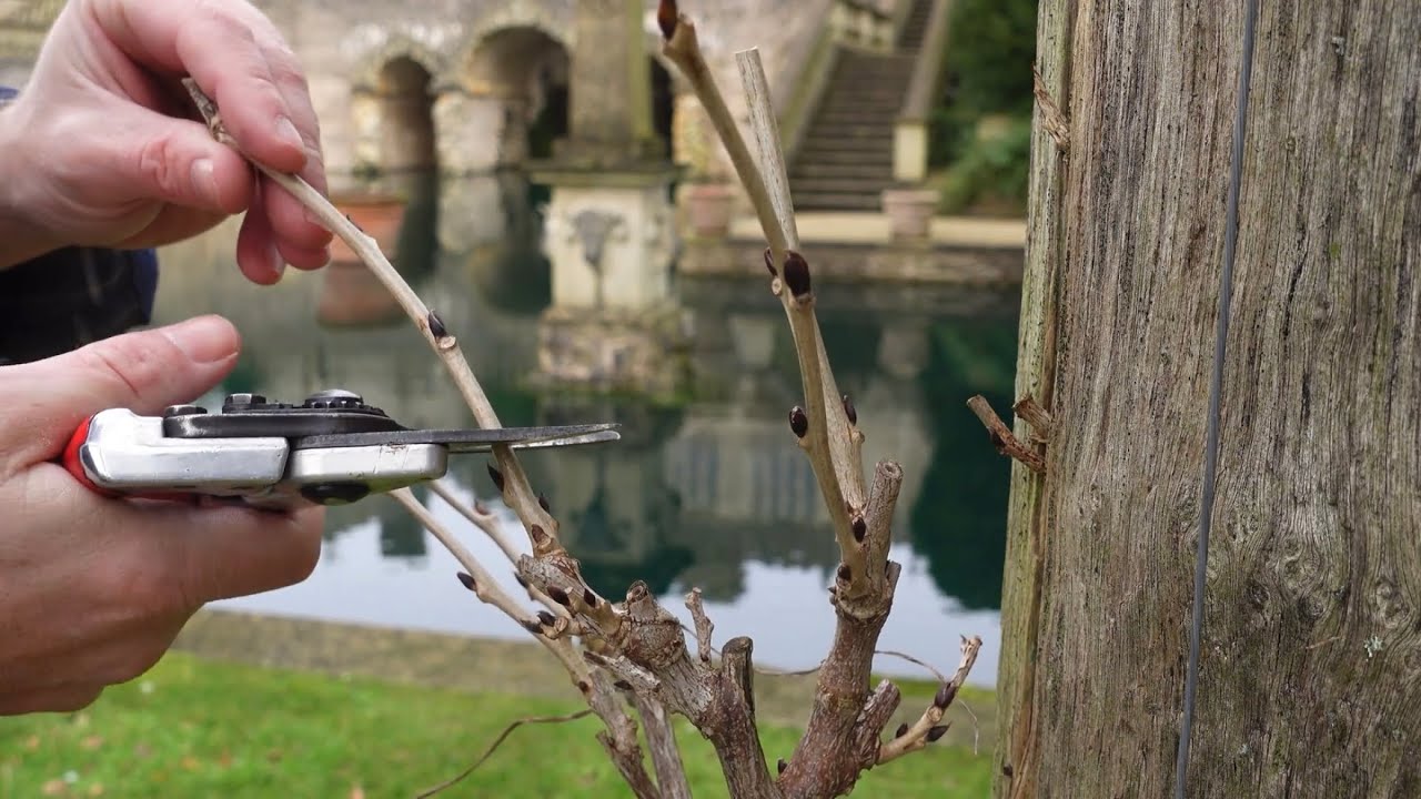 КАК ОБРЕЗАТЬ ГЛИЦИНИЮ НА ЗИМУ