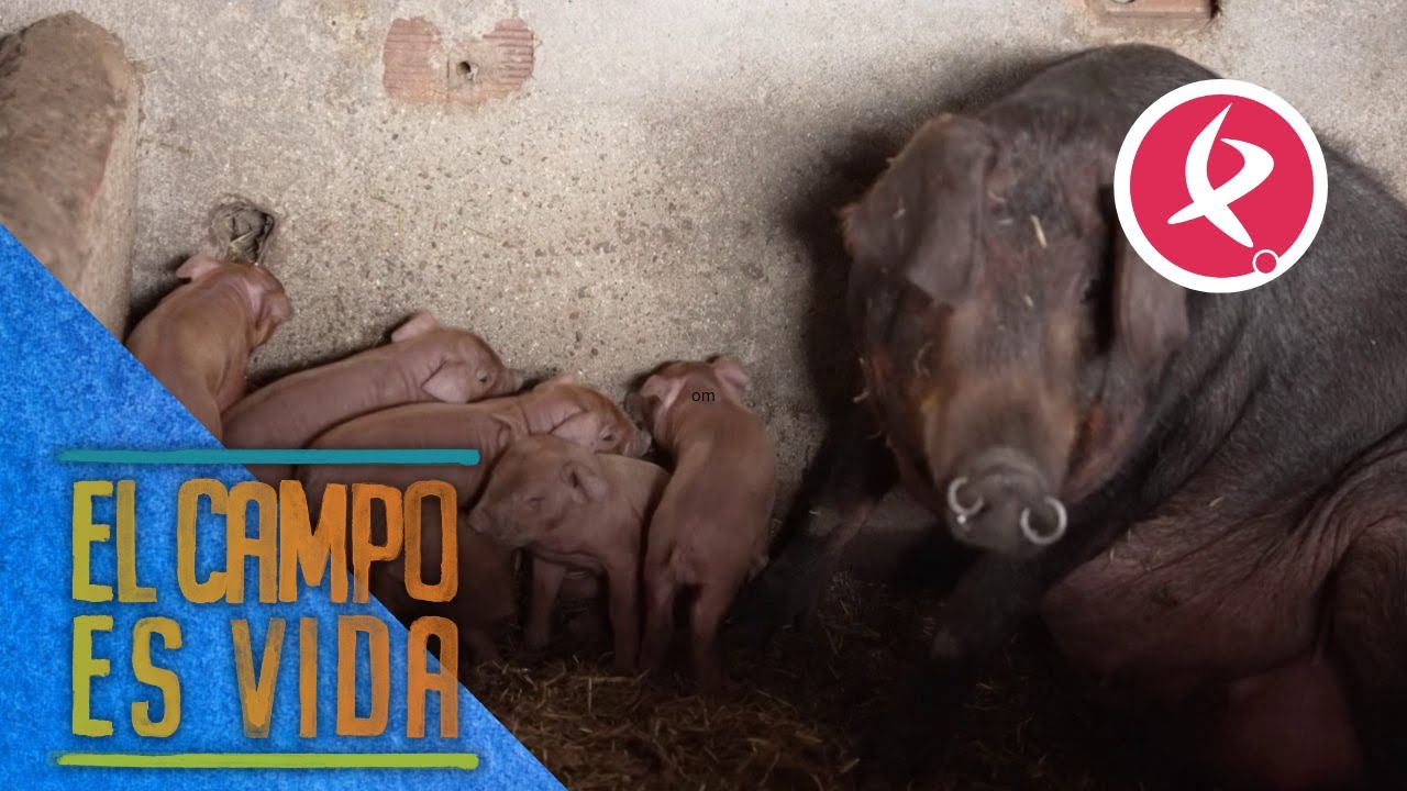 Isabel y Lidia amplían la familia  | El campo es vida