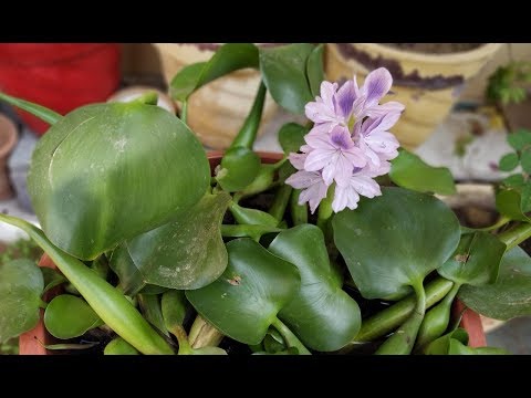 Video: Eichornia (15 Mga Larawan): Ano Ang Water Hyacinth? Eichornia Varifolia Sa Aquarium At Iba Pang Mga Species. Paano Mapanatili Ang Isang Halaman Sa Taglamig? Nagtatanim At Aalis