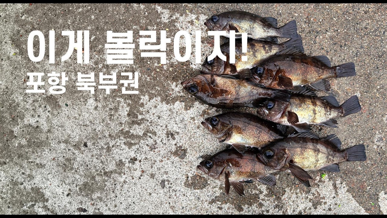 이게 볼락이지! 포항 북부권 볼락 탐사