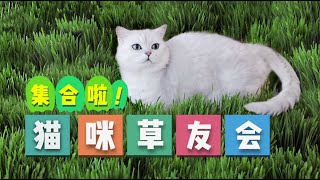 Cats are all in liveaction edition of Animal Crossing to eat grass? | SanHua Cat Live