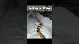 Small my pet edit #snake #reptiles #ballpython #Draco