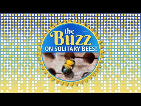 SOLITARY BEES FOR YOUR BACKYARD GARDEN