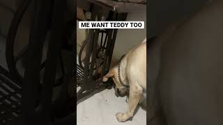 RUBY FIGHTING OVER TEDDY BEAR 🧸