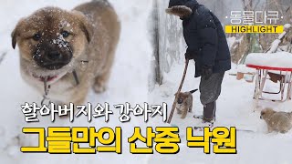 사람 없는 을수골의 겨울, 할아버지의 옆을 지키는 건 강아지들뿐이다 l 동물극장 단짝 EP6 l KBS 220225 방송