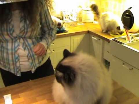 Video: Fejlretning Af Tænder Hos Katte Malokklusion Hos Katte