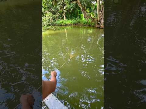 Clever Net Fishing after Summer Night Rain
