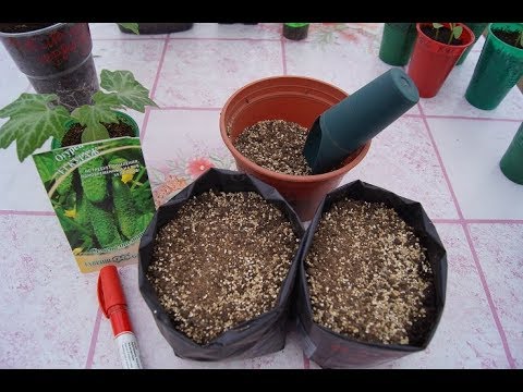 ПОСЕВ ОГУРЦОВ КУРАЖ ОТ ГАВРИШ. 100% ВСХОЖЕСТЬ . - YouTube