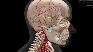Circulatory System Speedrun - Visible Body Atlas