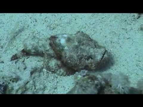 Ras Umm Sid - Red Sea