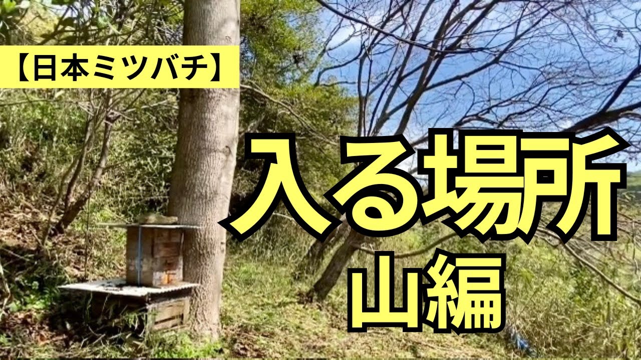 山で日本蜜蜂が入りました。 Japanese honeybees] This is what the places they enter in our