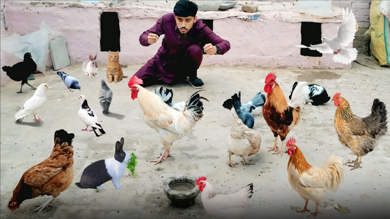 Mera Hor Hen Ka Larai Mukabala 😱 