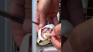 Clutch #14 egg cutting (Leopard Mojave x Pastel Phantom)