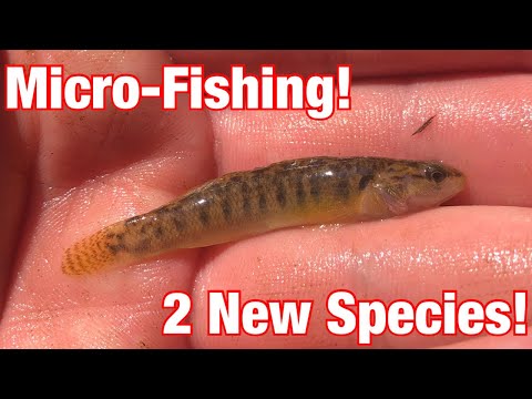 MICRO-Fishing Tiny Stream In South Central Pennsylvania!! ( 2 NEW