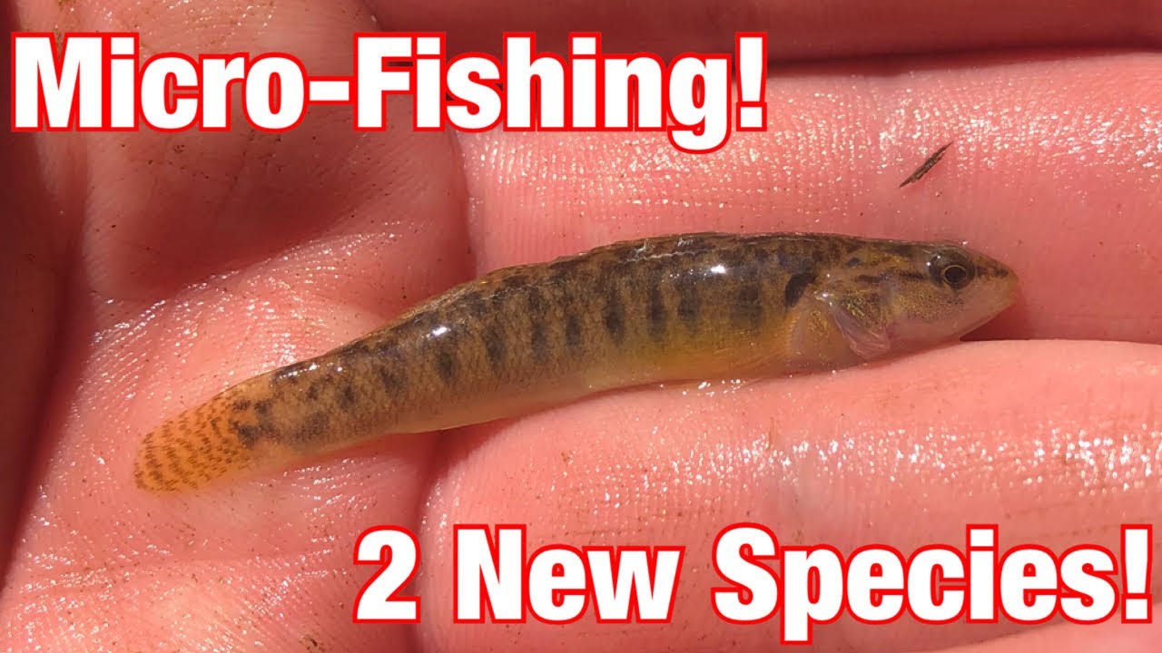 MICRO-Fishing Tiny Stream In South Central Pennsylvania!! ( 2 NEW