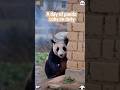 The busy day of a baby panda #panda #trending #cute #cutepanda #pandapanda