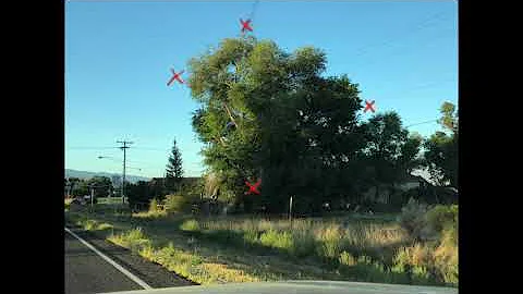 John Poon Trees