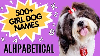 500  Female Dog Names for Every Letter of the Alphabet | Alphabetical Female Dog Names