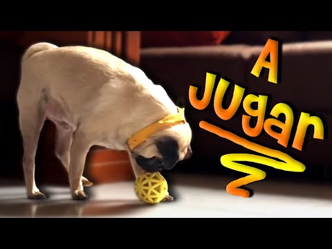 Video: Cómo enseñar a tu cachorro que no eres el juguete
