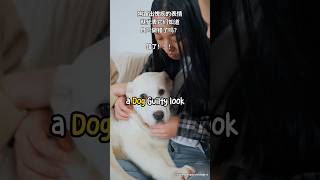 🐕 A Dog 'Guilty Look' Means They Know They Did Wrong? Wrong!!! 狗“看起来有罪”意味着他们知道自己做错了吗？