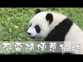 《超萌滾滾秀》第164期 不要隨便惹猛獸  | iPanda熊貓頻道