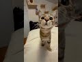 Kitten wants camera time😊