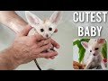 Cutest Baby Fox in the World | Puppy Moments Compilation 2020