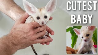 Cutest Baby Fox in the World | Puppy Moments Compilation 2020