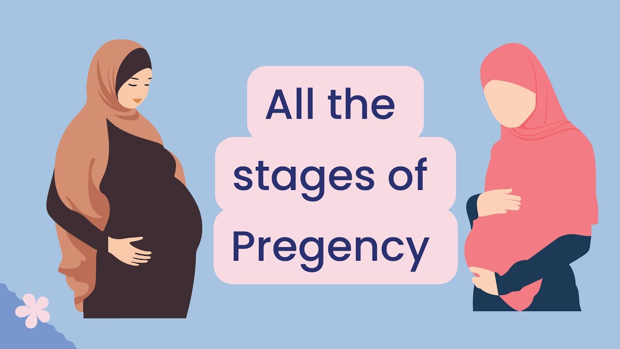 Journey Through Pregnancy All Three Trimesters Explained mother 